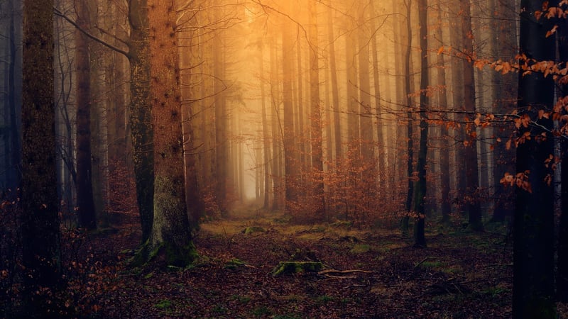 Magical Woodland Backdrops